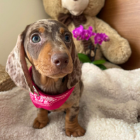 Cuccioli di bassotto