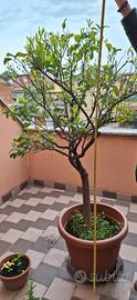 pianta limone