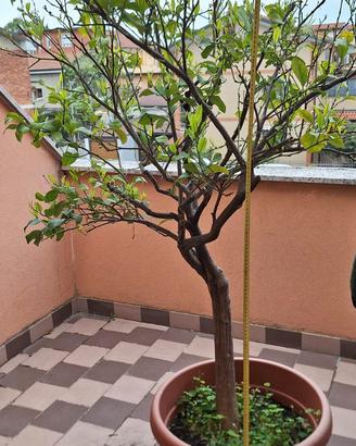 pianta limone