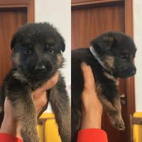 I cuccioli di pastore tedesco