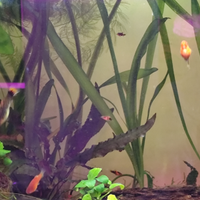 Vallisneria gigantea e egeria densa