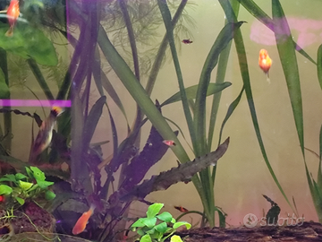 Vallisneria gigantea e egeria densa