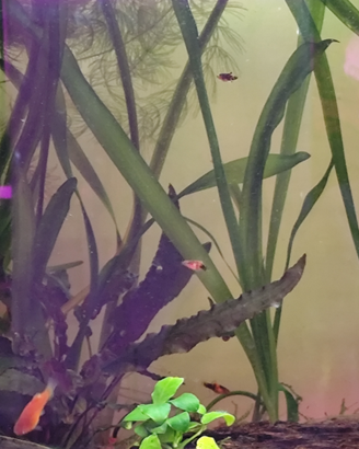 Vallisneria gigantea e egeria densa
