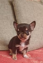 Chihuahua maschio cucciolo mini
