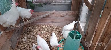 Galline livornesi