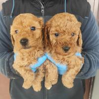 Cuccioli di barboncino