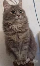 Gattini siberiani siberian