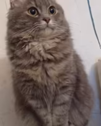 Gattini siberiani siberian