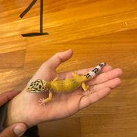 Gechi Leopardini BABY