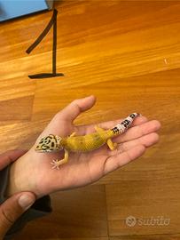 Gechi Leopardini BABY