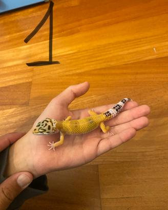 Gechi Leopardini BABY