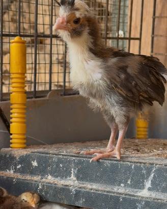 Animali fattoria Pavoni , faraone e pulcini
