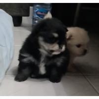 Cucciolo spitz nano