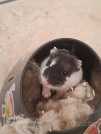 Animali