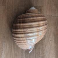 Splendida conchiglia da collezione 