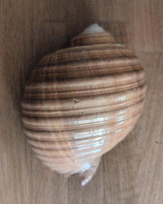 Splendida conchiglia da collezione 