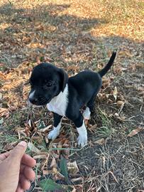 Cucciolo taglia piccola