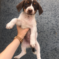 Cuccioli 2 mesi piccola taglia