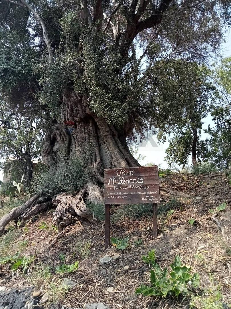 Terreno - Motta Sant'Anastasia - Altro