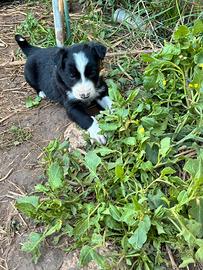 Cucciolo Border collie