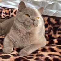 British shorthair