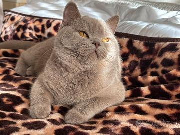 British shorthair