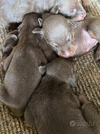 Cuccioli dobermann