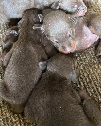 Cuccioli dobermann