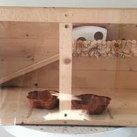 Teca criceto criceti casetta truciolato ruota