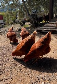 Galline galli gallinelle