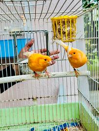 Coppia canarini arancioni anello 2024