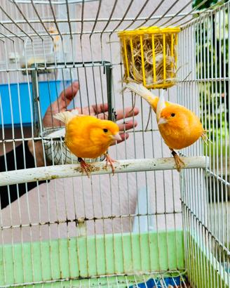 Coppia canarini arancioni anello 2024