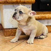 Cuccioli di bulldog francese