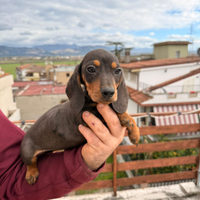 Cucciolli di bassotto color blu
