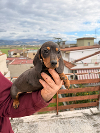 Cucciolli di bassotto color blu