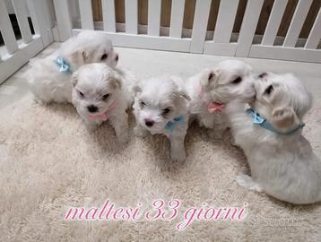 Maltese coreano mini