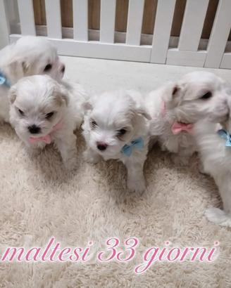 Maltese coreano mini