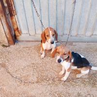 Cane da caccia Beagle