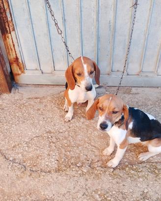 Cane da caccia Beagle