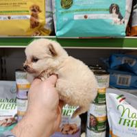 Cucciolo di volpino piccino