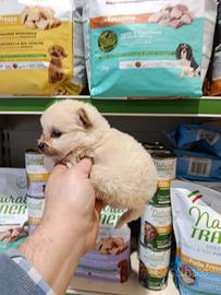 Cucciolo di volpino piccino