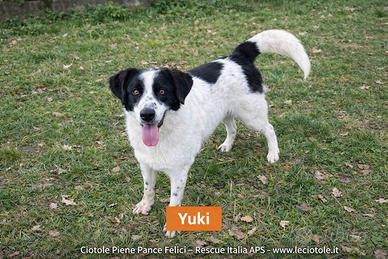 Yuki da addottare