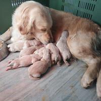 Cuccioli di golden retriver ANCHE A RATE