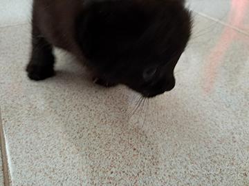 Gatto nero