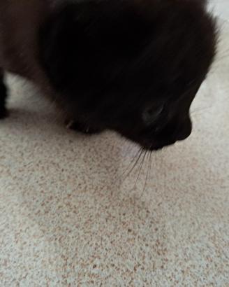 Gatto nero