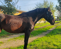 cavalla-pre-5-anni