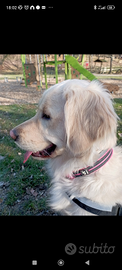 Golden retriever maschio per accoppiamento