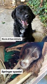 Cuccioli da Tartufo- aperte le prenotazioni ?