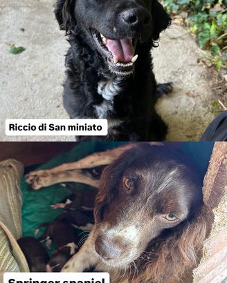 Cuccioli da Tartufo- aperte le prenotazioni ?