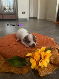 Chihuahua